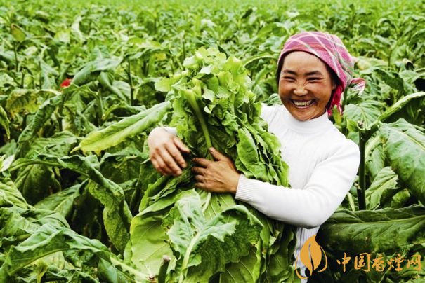 煙葉稅是什么，煙葉稅如何計算