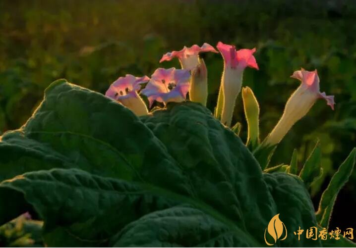 煙草花花語是什么，煙草花什么時(shí)候開花