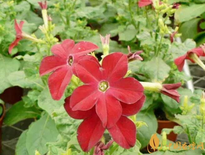 煙草花花語是什么，煙草花什么時(shí)候開花