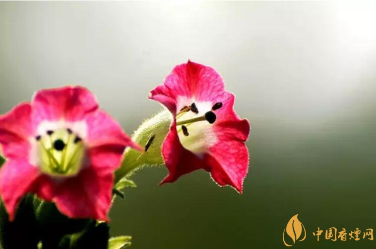 煙草花花語是什么，煙草花什么時(shí)候開花